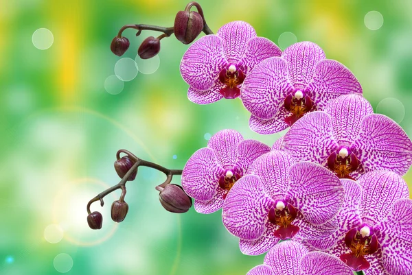 Nahaufnahme der Orchideenblume — Stockfoto