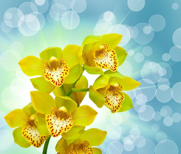 Closeup of orchid flower — Stock Photo, Image
