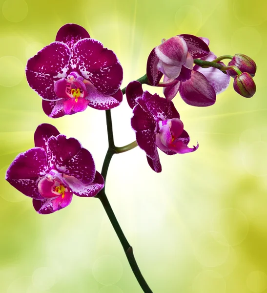 Closeup orchidej květina — Stock fotografie
