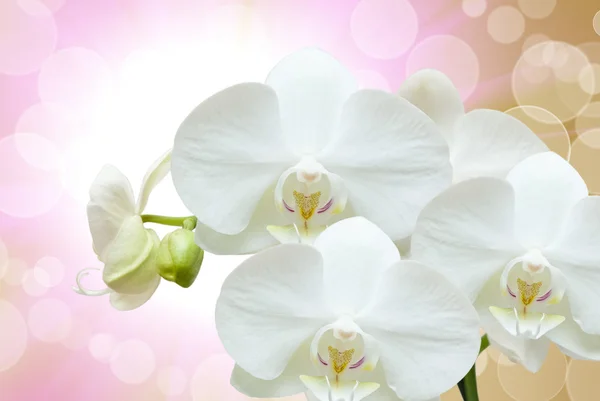 Nahaufnahme der Orchideenblume — Stockfoto