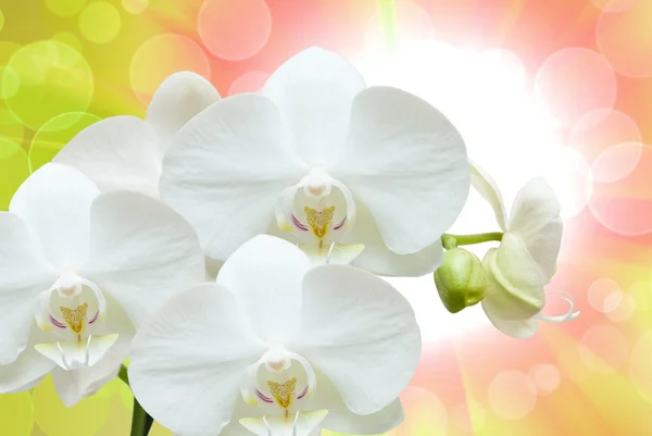 Primo piano del fiore del orchid — Foto Stock