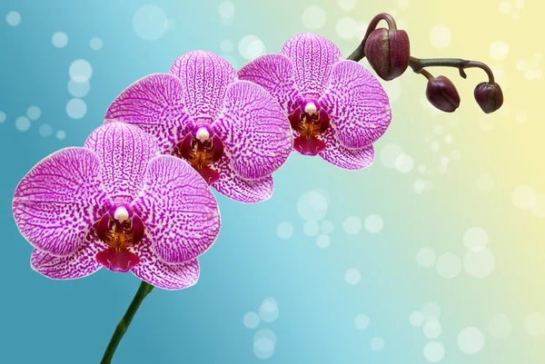 Fechar-se de flor de orquídea — Fotografia de Stock