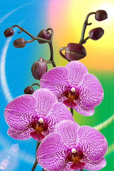 Closeup ορχιδέα λουλούδι — Φωτογραφία Αρχείου