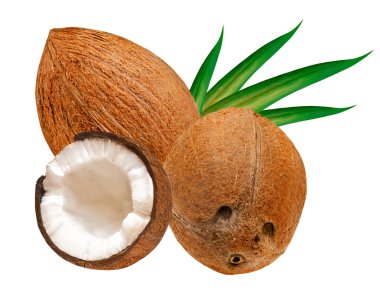 Coconut clipart