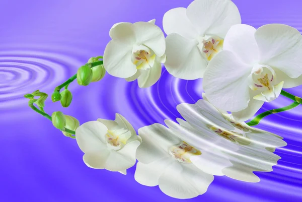 Closeup of orchid flower — Stock Photo, Image