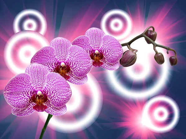 Închiderea florii de orhidee — Fotografie, imagine de stoc
