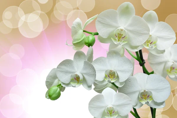 Orkide çiçek closeup — Stok fotoğraf