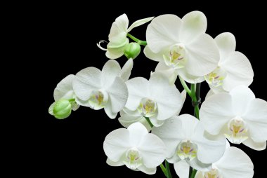 White orchid clipart