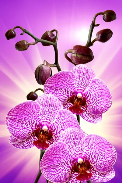 Orchidea virág Polárszűrő — Stock Fotó