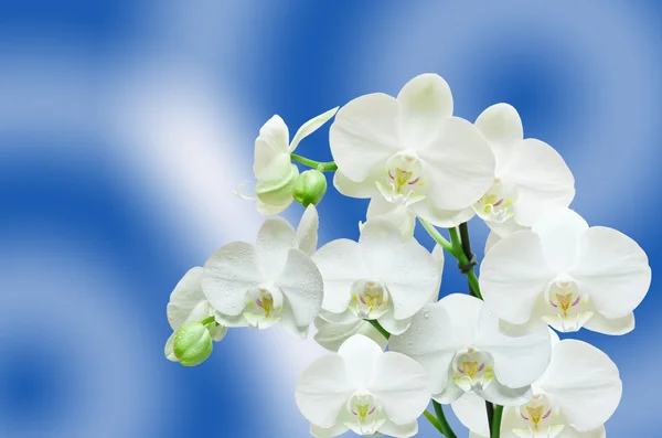 Крупный план цветка орхидеи — стоковое фото