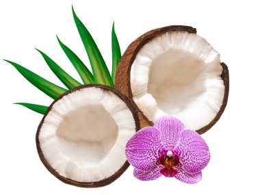 Coconut clipart