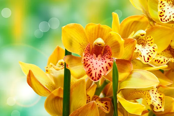 Primer plano de la flor de la orquídea — Foto de Stock