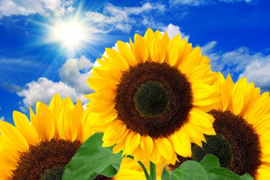 Sunflower background clipart