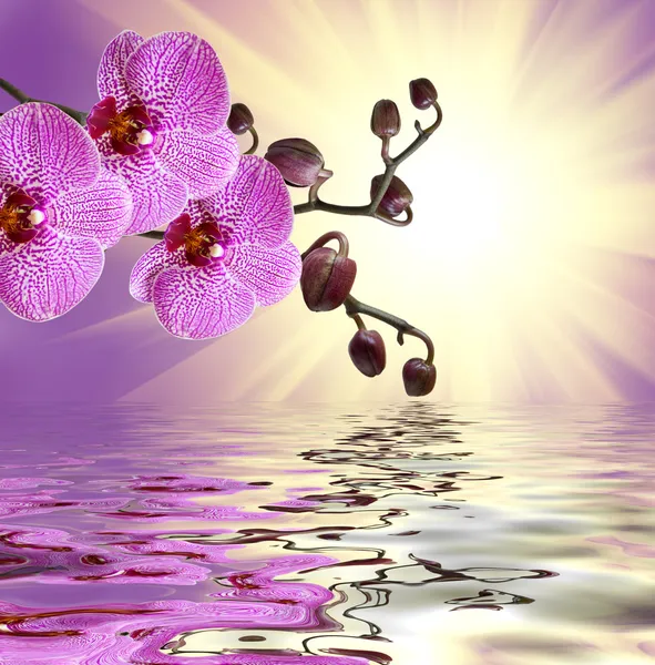 Primo piano del fiore del orchid — Foto Stock