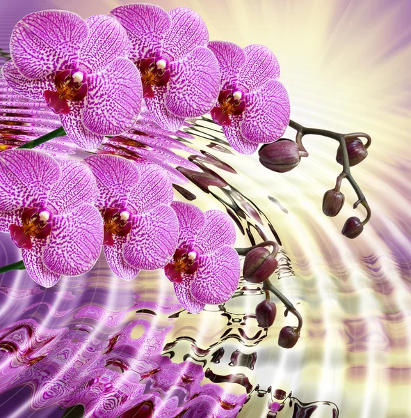 Closeup of orchid flower — Stock Photo, Image