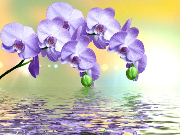 Closeup orchidej květina — Stock fotografie