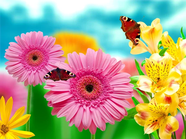 Gerber Blumen auf grünem Sommerhintergrund — Stockfoto
