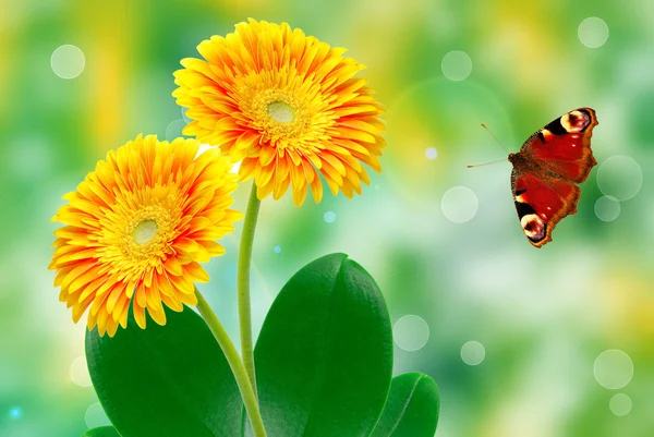 Gerber flores sobre fondo verde de verano — Foto de Stock