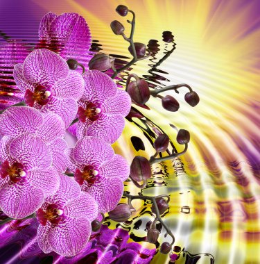 Orkide çiçeğini kapat.