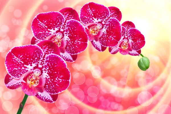 Nærbillede af orkideblomst - Stock-foto