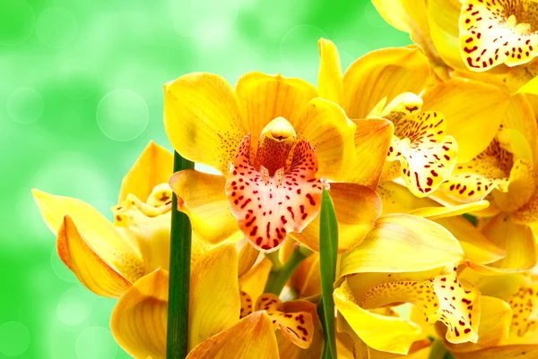Orkide çiçeğini kapat. — Stok fotoğraf