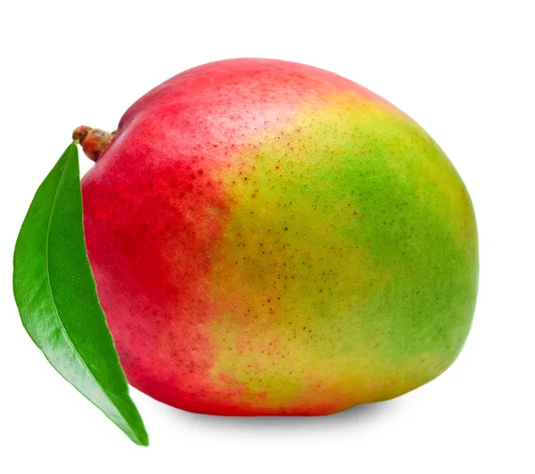 Mango isolato su sfondo bianco — Foto Stock