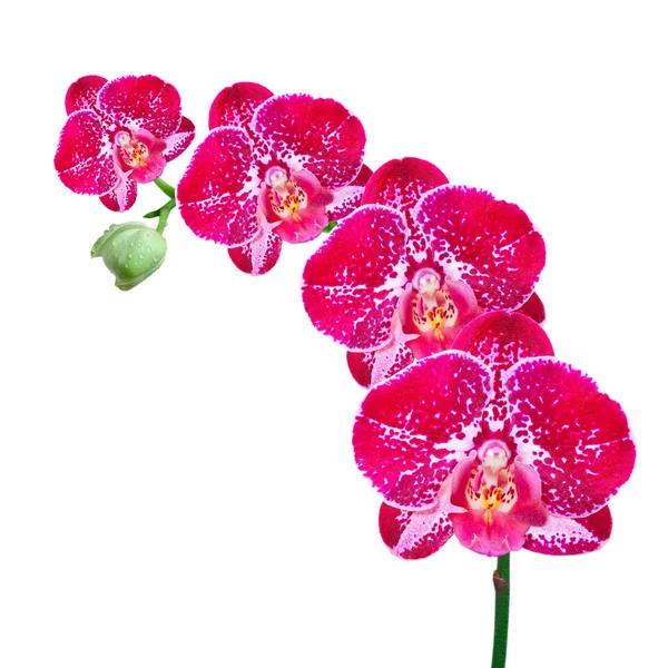Orquídea aislada sobre fondo blanco — Foto de Stock