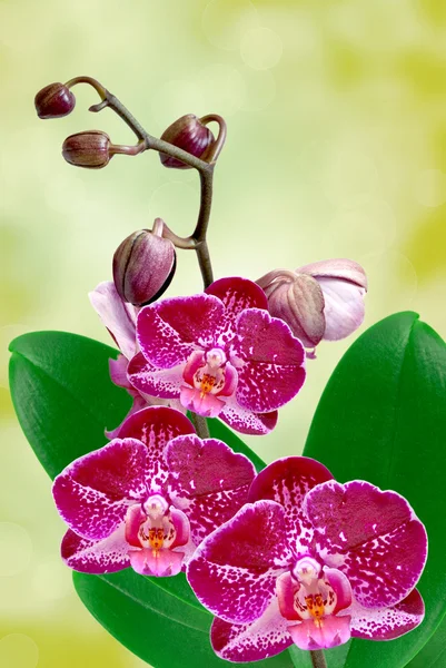 Закрыть глаза на орхидею — стоковое фото