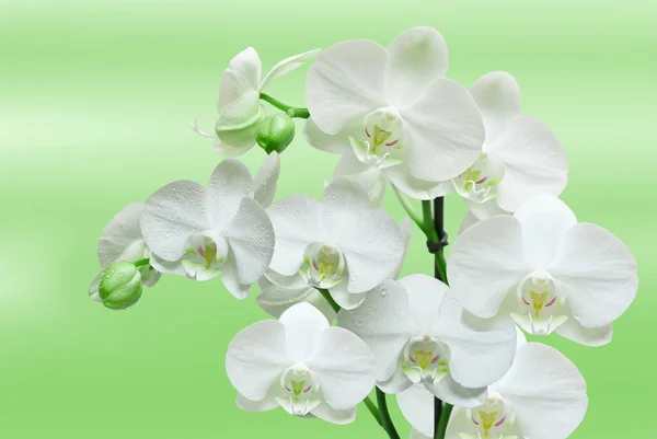 Закрыть глаза на орхидею — стоковое фото