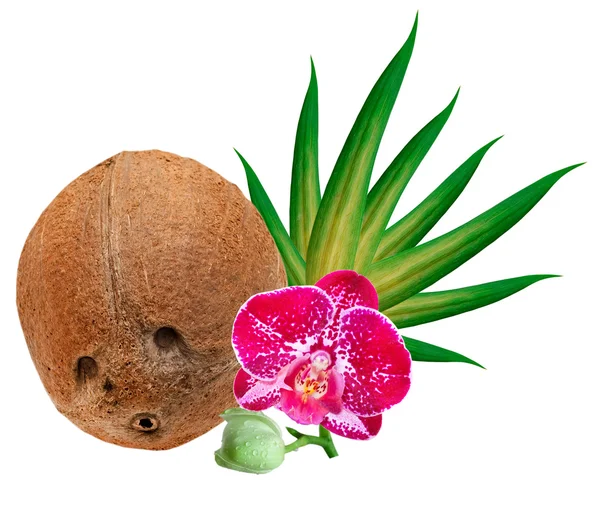 Coconut isolated on white background — Stock Photo, Image