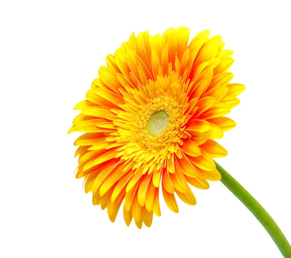 Gerber flower isolated on white background — Stock Photo, Image