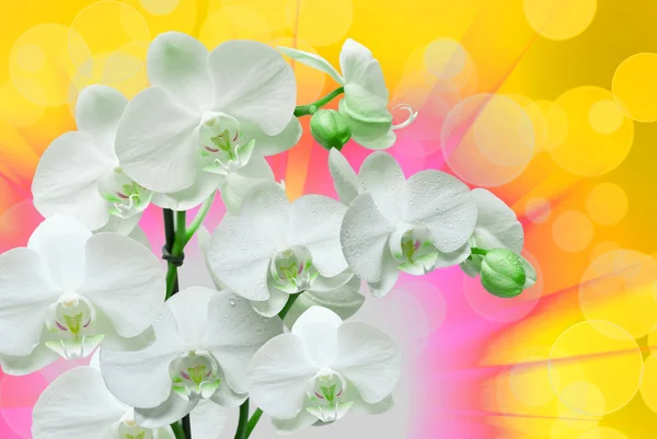 Närbild av orkidé blomma — Stockfoto