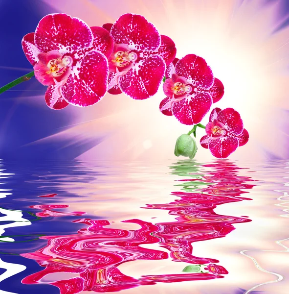 Zbliżenie kwiat storczyka — Zdjęcie stockowe