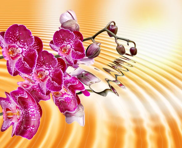 Primo piano del fiore del orchid — Foto Stock