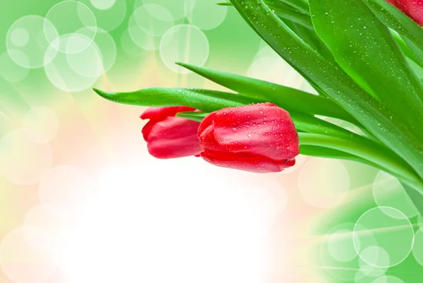 Closeup of tulip flower — Stock Photo, Image