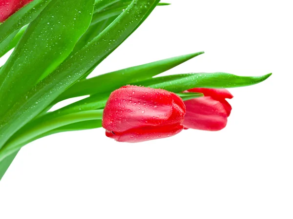 Tulips isolated on white background — Stock Photo, Image