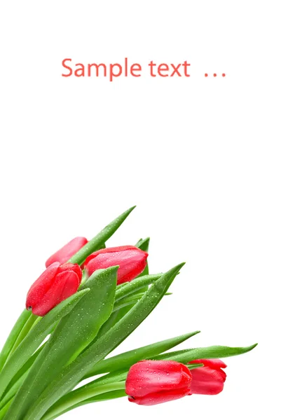 Tulipány izolované na bílém pozadí — Stock fotografie