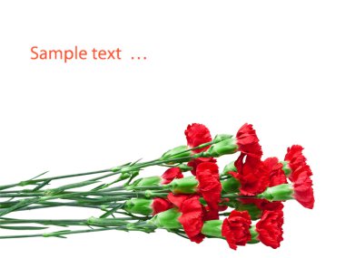 karanfil beyaz arkaplanda izole edildi