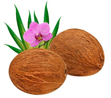 Coconut clipart