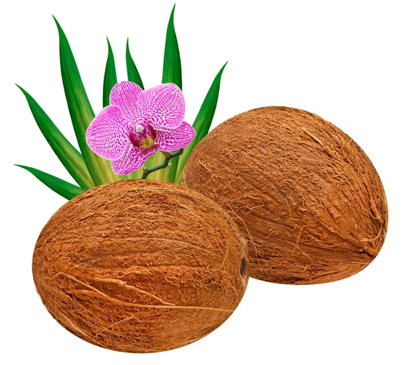 stock image Coconut