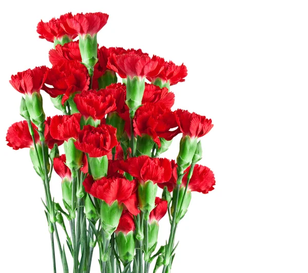 Carnation flower — Stock Photo, Image