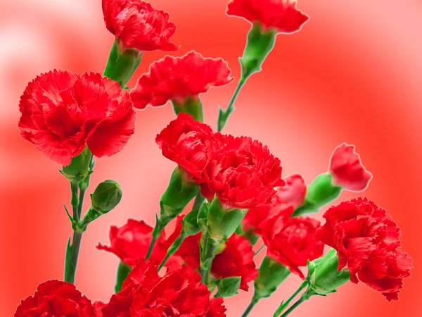 Flor de clavel —  Fotos de Stock