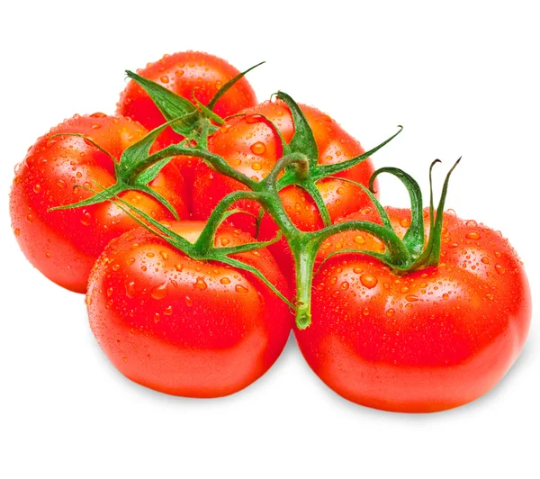 Tomat – stockfoto