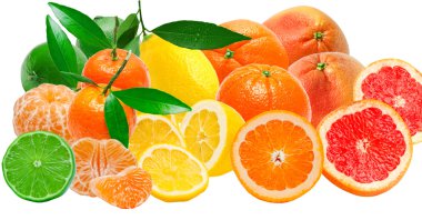 Citrus fruits clipart