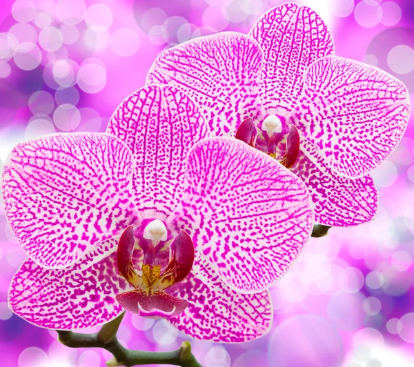 Flor de orquídea —  Fotos de Stock