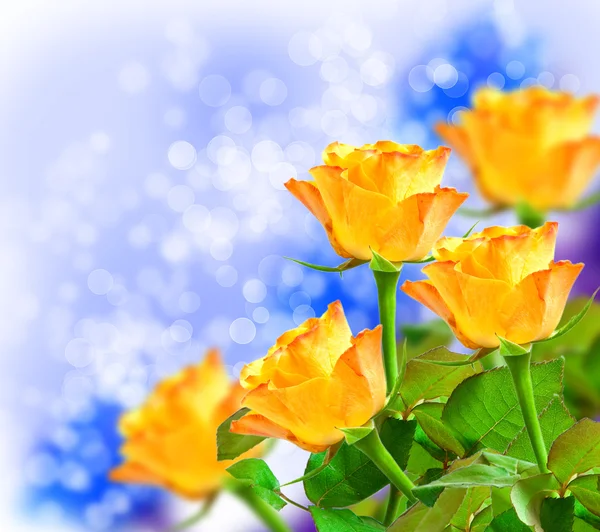 Gül çiçek — Stok fotoğraf