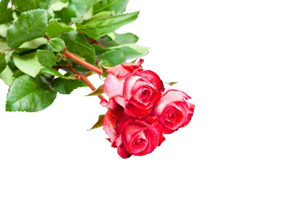 Růže — Stock fotografie