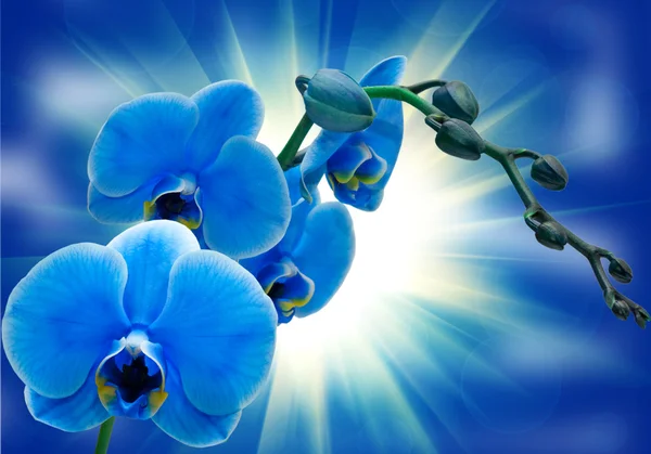 Flor de orquídea — Fotografia de Stock