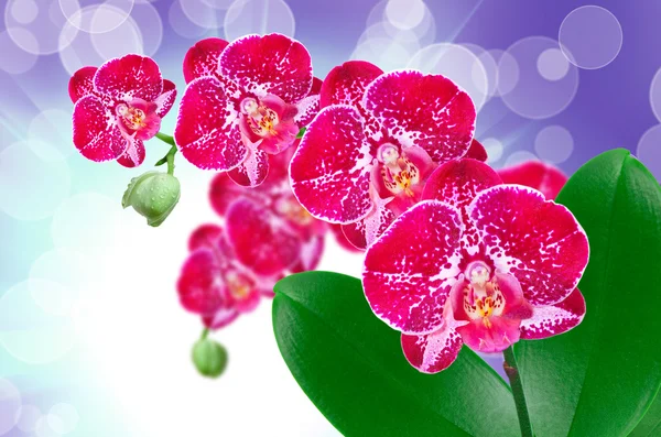 Fiore del Orchid — Foto Stock