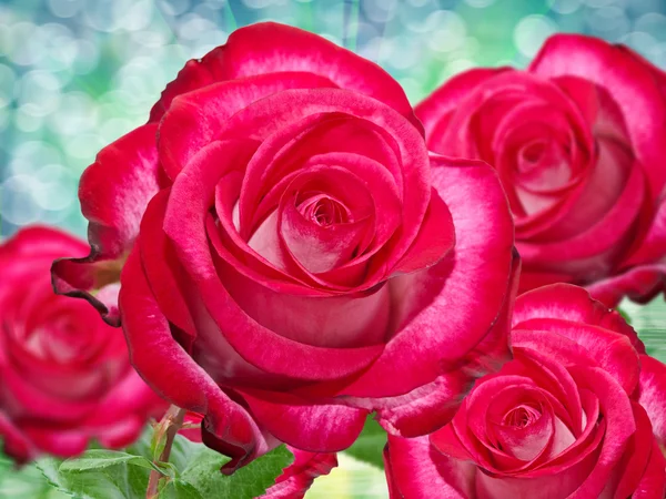 Flor de rosa —  Fotos de Stock